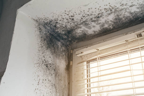 Affordable Mold Remediation solutions in Oradell, NJ